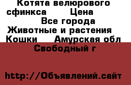 Котята велюрового сфинкса. .. › Цена ­ 15 000 - Все города Животные и растения » Кошки   . Амурская обл.,Свободный г.